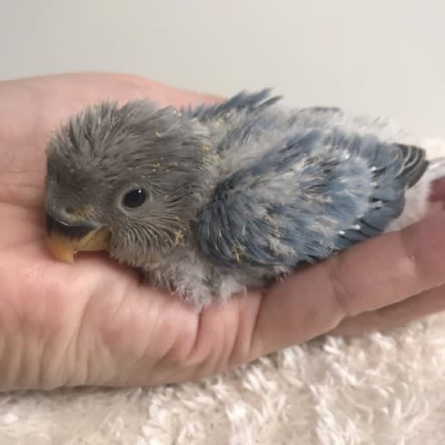 コザクラインコの雛 販売中 コザクラインコ東京 コザクラインコの雛 販売中 コザクラインコ東京