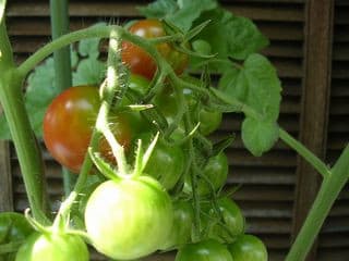 tomato32.jpg: ミニトマトが つぎつぎに あかく なる