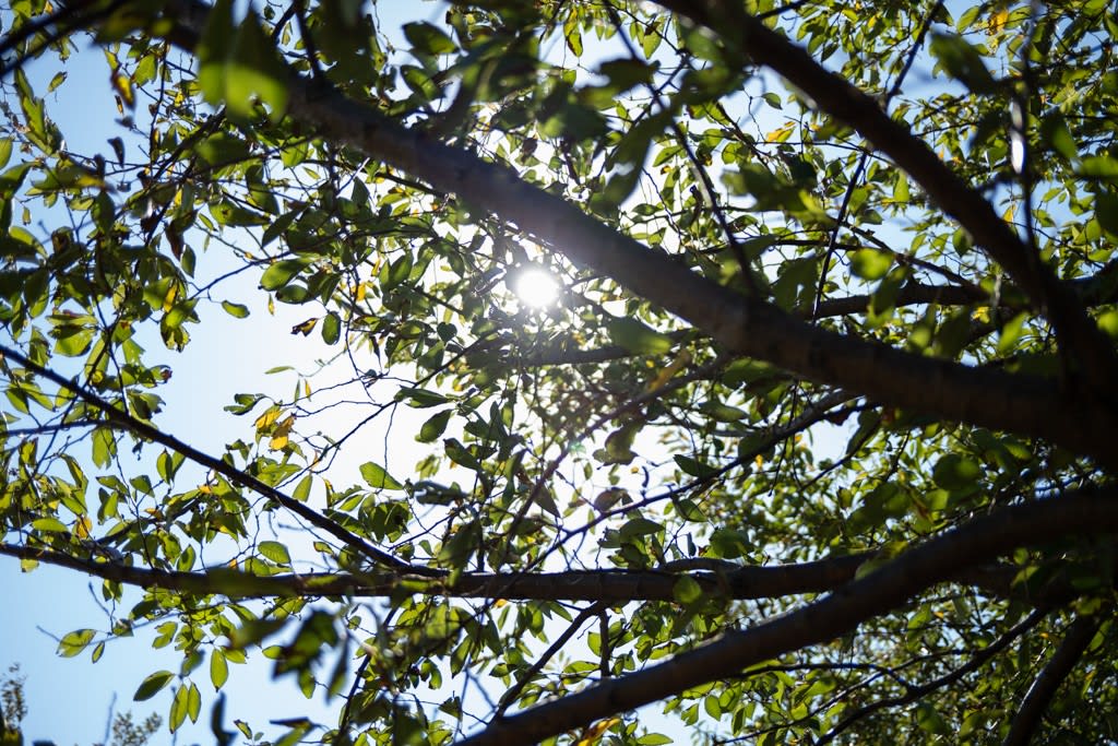 FUJIFILM X100V