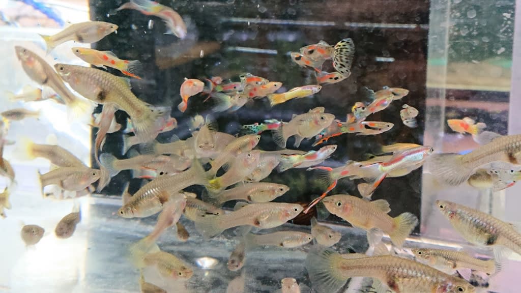 グッピー 熱帯魚店モンスターアクアリウム 川口店 買取販売情報