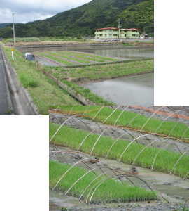 060329ricefield