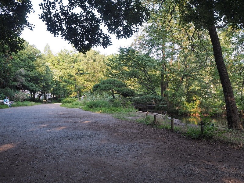 緑が濃くなった石神井公園 三宝寺池 その１ 写真日誌