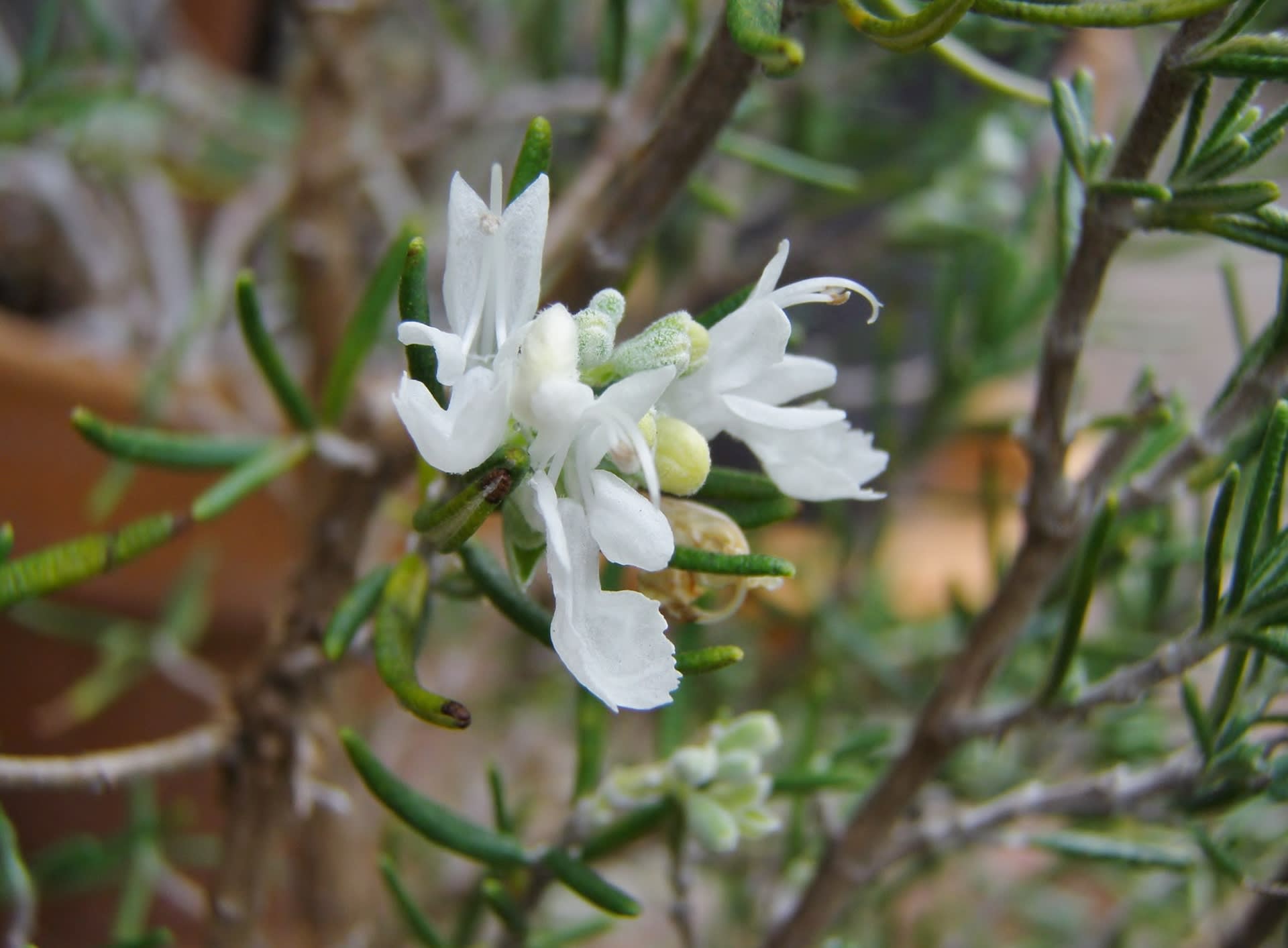 ローズマリー ホワイト Rosmarinus Officinalis Var Albiflorus の花 モノトーンでのときめき