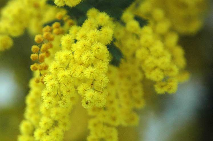 ミモザアカシア 銀葉アカシア の花満開 アルママの気まぐれ日記