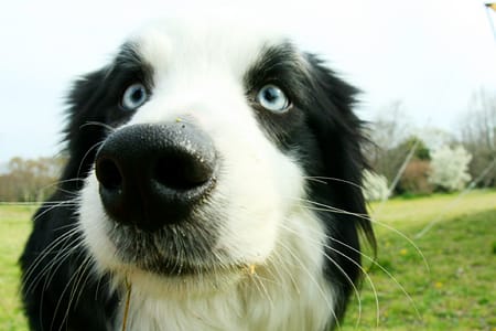 bordercollie_ボーダーコリー