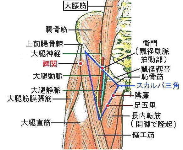 大腰筋性腰痛の症状と鍼治療 Ver 1 1 現代医学的鍼灸治療
