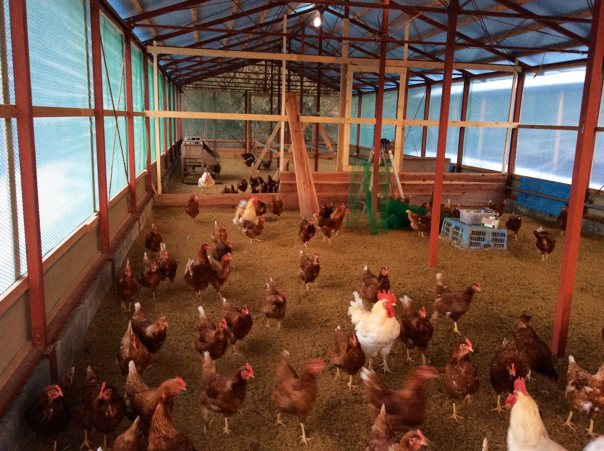 鶏舎の部屋分け - 蓮ヶ峯農場の平飼い卵