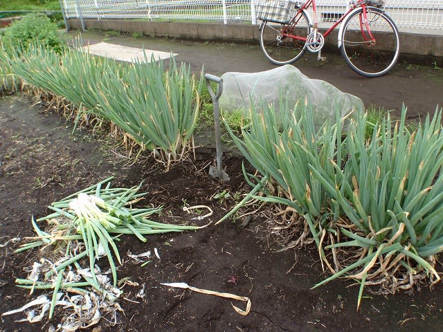 ネギ 坊主知らず 収穫中ですが 私 Mori の畑日記 ネギ 坊主知らず 収穫中ですが 私 Mori の畑日記