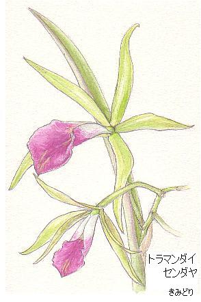 カトレアの原種が咲く イラスト カトレアの花 花を描いたポストカード