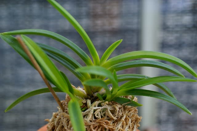 富貴蘭 至楽(早い者勝ちの超特売品!) 植物 | igors.com.br