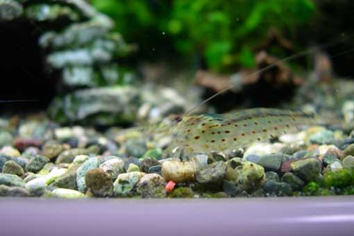 赤虫を食べるヤマトヌマエビ 動画 ソウルで金魚