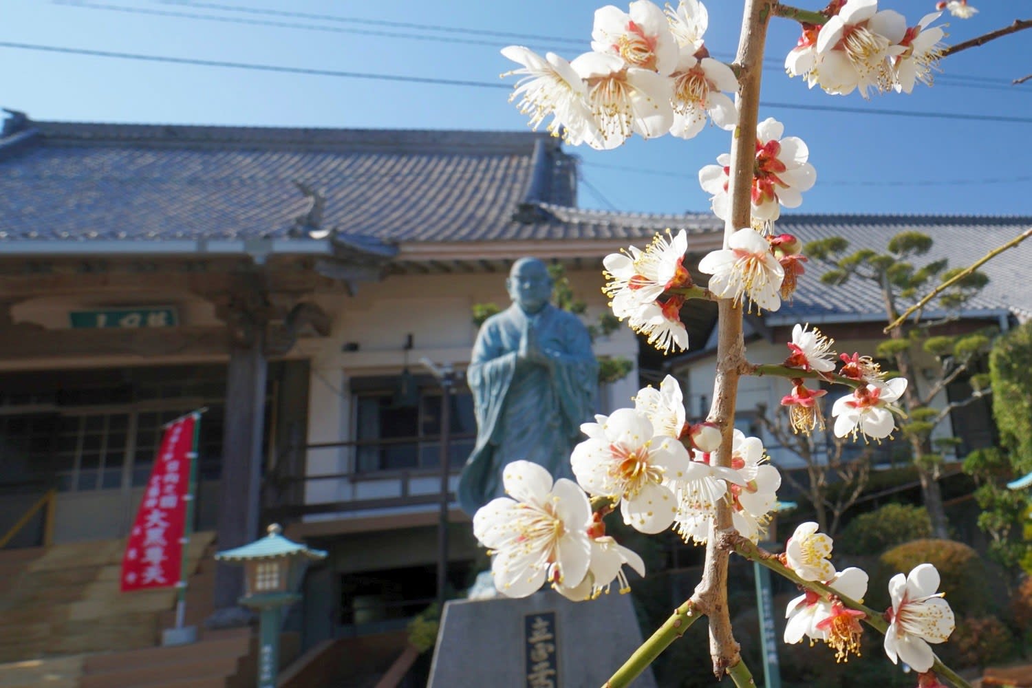 宮崎巨樹百選 本東寺の 慧日梅 開花が早く 19年2月1日 見ごろでした 延岡の山歩人ｋ