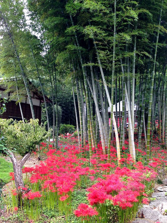 秋の彼岸 天竜区二俣 玖延寺 の彼岸花 動画 ヤスケの空