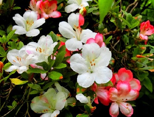 庭の花木 6月 サツキ アジサイ スモークツリー ハギ 他 花と徒然なるままに