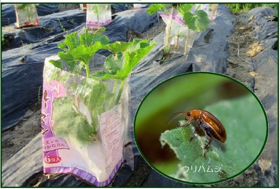 今朝早起きをして ズッキーニ の防虫対策を済ませましたが 花咲爺やの気まぐれ通信