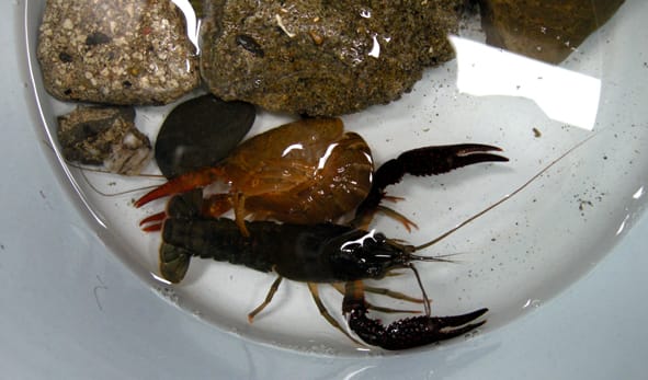 ザリガニの脱皮 週末パパ ザリガニの脱皮 週末パパ