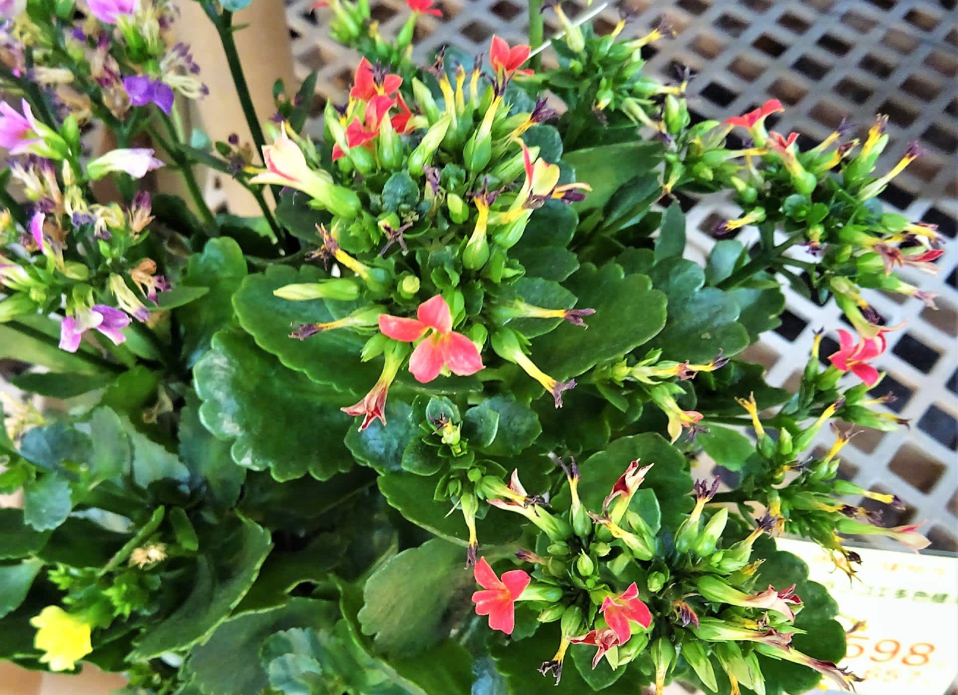 カランコエ お花や日々の出来事を カランコエ お花や日々の出来事を