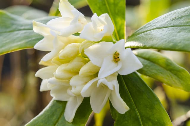 ジンチョウゲ（白花）