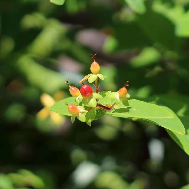 ヒペリカム 花言葉 悲しみは続かない Motoの徒然なるままに