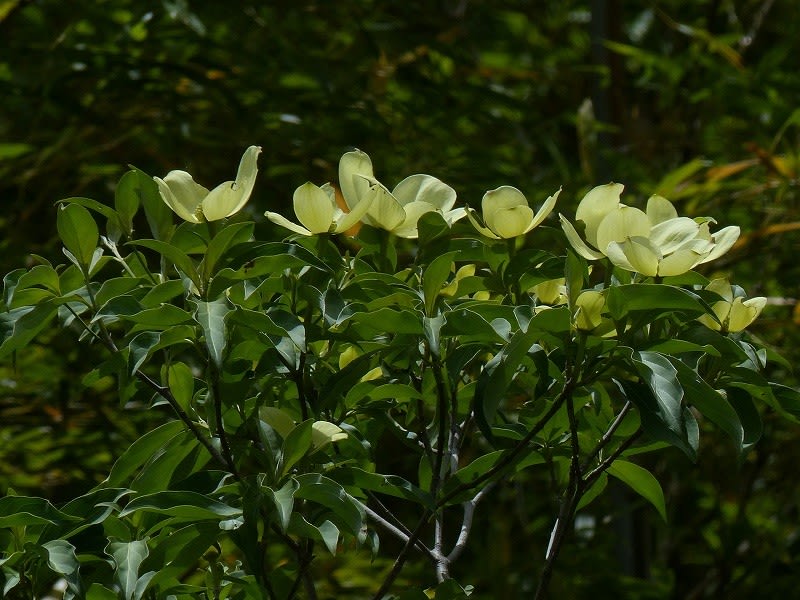 ヒマラヤヤマボウシ ヒマラヤ山法師 Hayashi No Ko