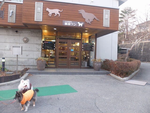 那須で雪遊び 2 那須ワン ココ チャコのしろくろ日記 那須で雪遊び 2 那須ワン ココ チャコのしろくろ日記