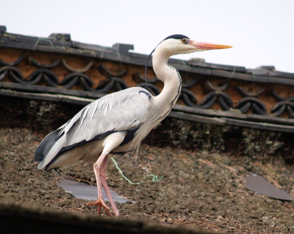 サギをパチリ3 アオサギ ダイサギ 僕はびわ湖のカイツブリ サギをパチリ3 アオサギ ダイサギ 僕はびわ湖のカイツブリ