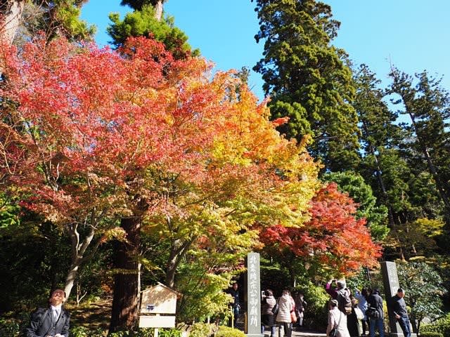 鎌倉紅葉散歩 円覚寺 庭先の四季