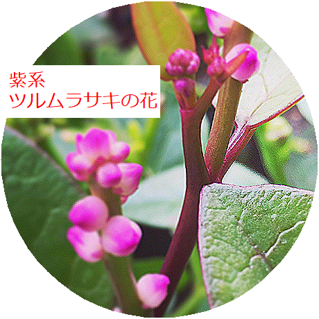 ツルムラサキ 蔓紫 を育て 食べる Highdy の気まぐれブログ