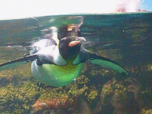 箱根水族館 春はあけぼの 箱根水族館 春はあけぼの