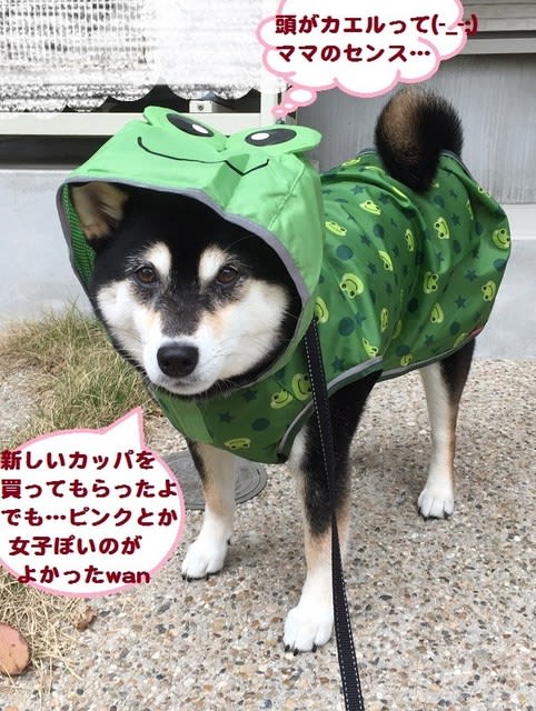 梅雨が近い 黒柴momoのぽやぽや生活日記 梅雨が近い 黒柴momoのぽやぽや生活日記