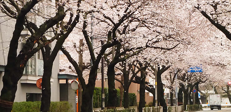 武蔵野市の桜は 井の頭公園よりもこちら 武蔵野市役所 がん治郎のお散歩セラピー 武蔵野市の桜は 井の頭公園よりもこちら 武蔵野市役所 がん治郎のお散歩セラピー