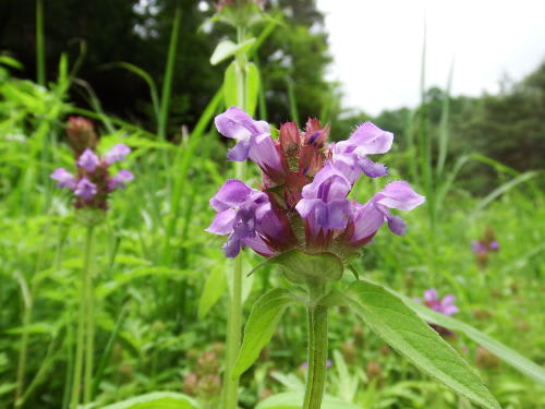 高ボッチ高原・鉢伏山で最近咲いている花　ウツボグサ（靱草）