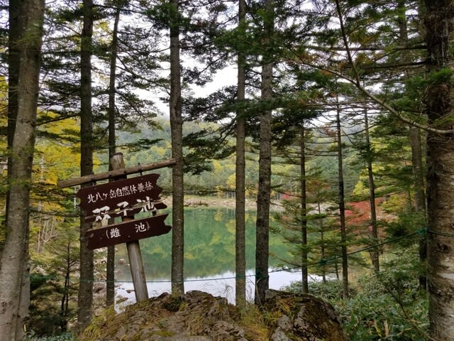 蓼科山荘 双子池ヒュッテ 10 8 双子池の紅葉 見頃のピークを迎えています 蓼科山荘 双子池ヒュッテ 新米女将の日記 蓼科山荘 双子池ヒュッテ 10 8 双子池の紅葉 見頃のピークを迎えています 蓼科山荘 双子池ヒュッテ 新米女将の日記