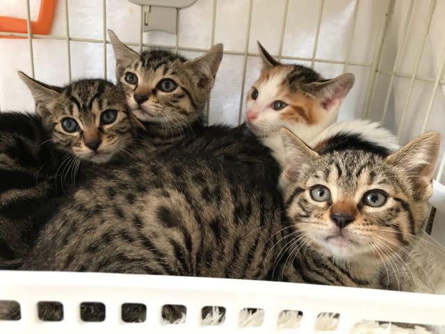 ふう動物病院日記 ふう動物病院日記