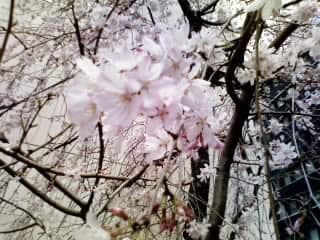 桜2009