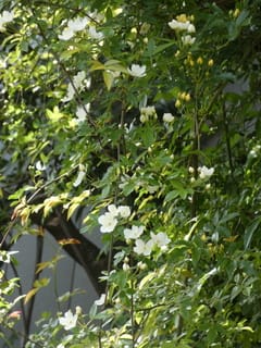 モッコウバラの一重 野の花ガーデンblog モッコウバラの一重 野の花ガーデンblog