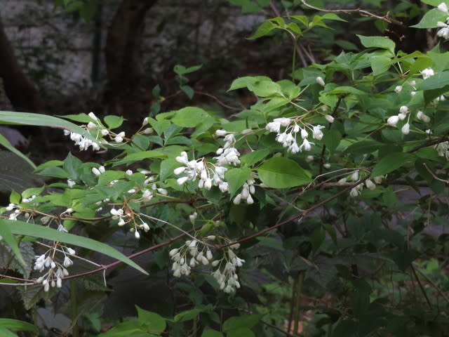 木々の花色々 六甲高山植物園19年5月 3 なつみかんの木々を見上げて