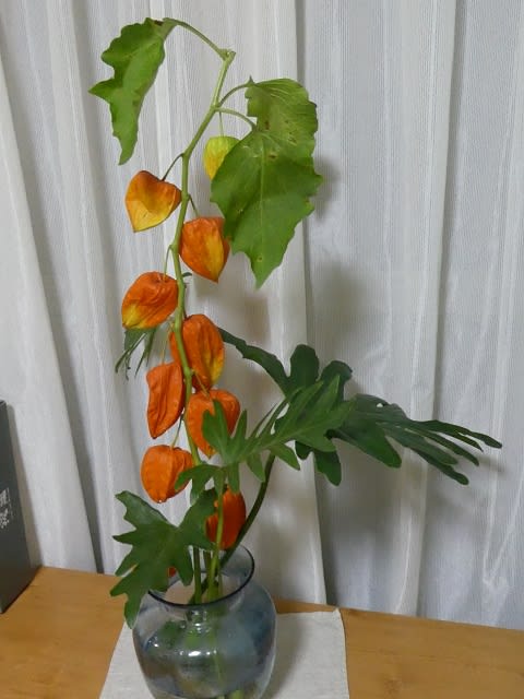 球磨村のほおずき まいぱん日記 球磨村のほおずき まいぱん日記