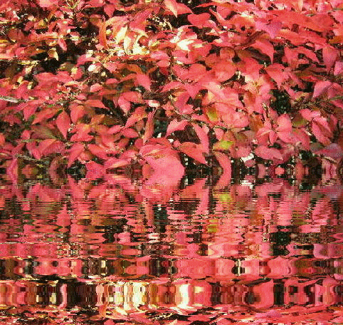 揺れる画像 Ekoの道草