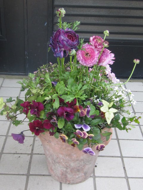 紫ラナンキュラスで寄せ植え 七色ガーデン