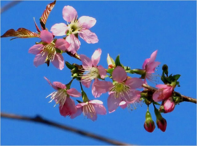 ヒマラヤ桜 冬咲き と秋色の大泉緑地 堺市 大坂府 17 12月 ベゴさんのロッキング