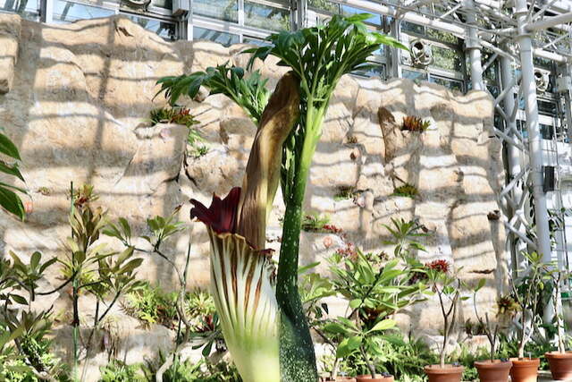 神代植物公園のショクダイオウコンニャクの葉と花 2022年12月20日(火) - peaの植物図鑑