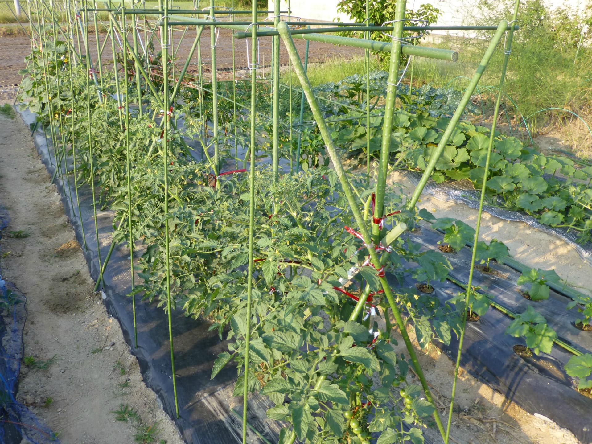 家庭菜園 トマトの手作り雨除けトンネル ガンと闘うゴルフ好きの家庭菜園生活