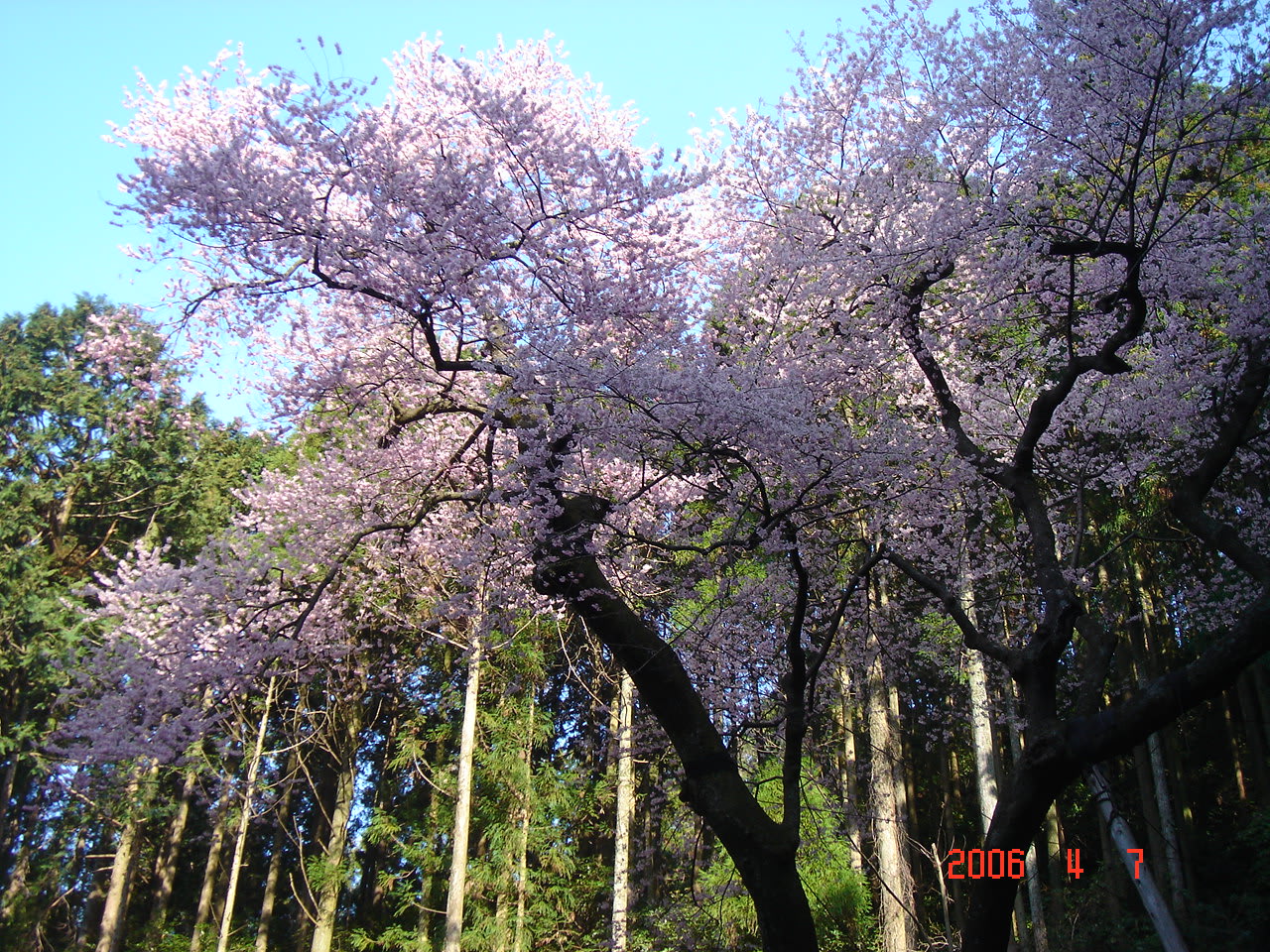虎尾桜 スケッチ Photo