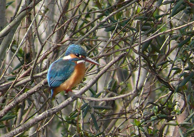 今日のカワセミ ピンボケの野鳥写真集 今日のカワセミ ピンボケの野鳥写真集