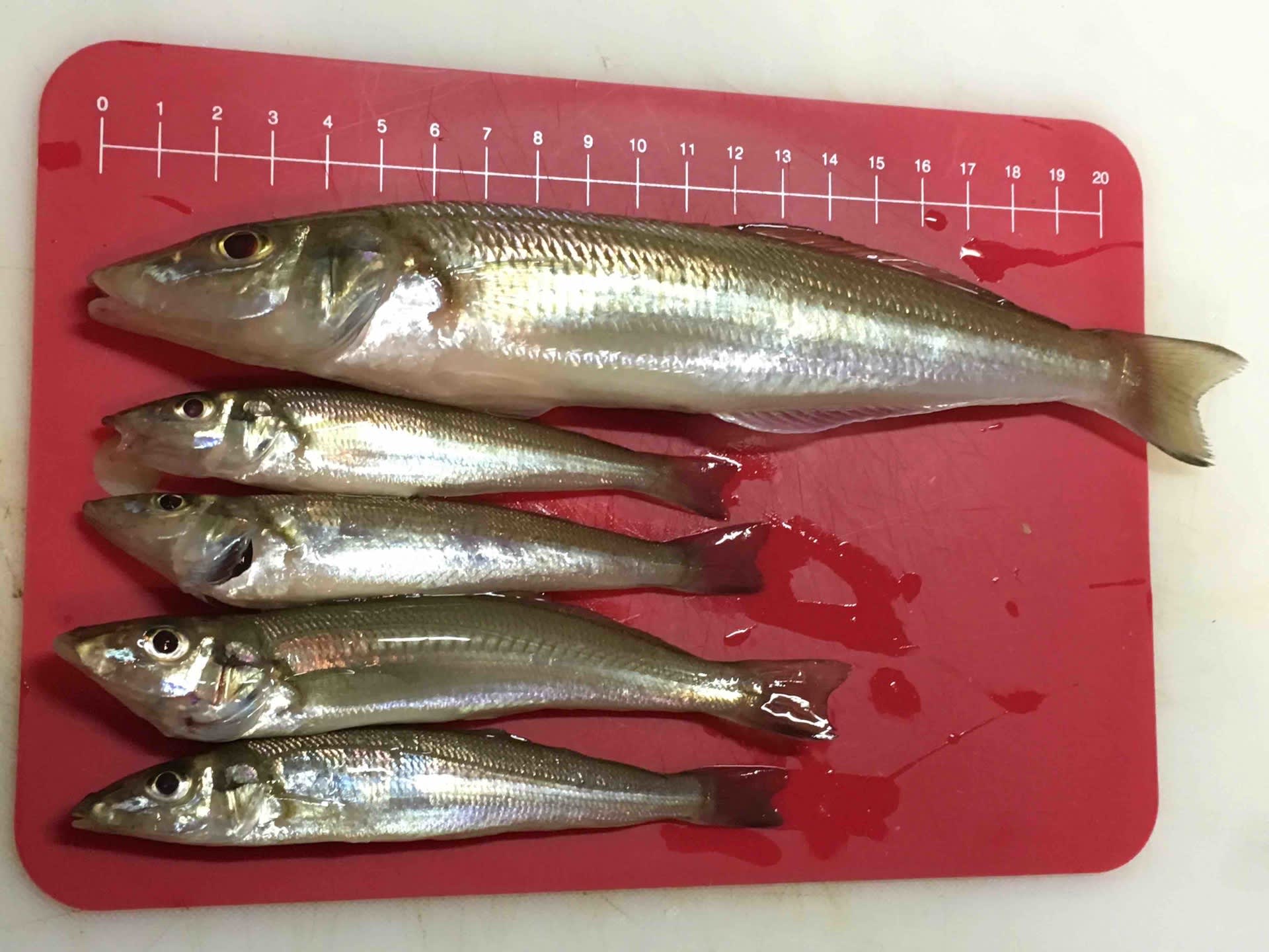 16年7月のブログ記事一覧 釣りたいサカナは星の数ほど 16年7月のブログ記事一覧 釣りたいサカナは星の数ほど