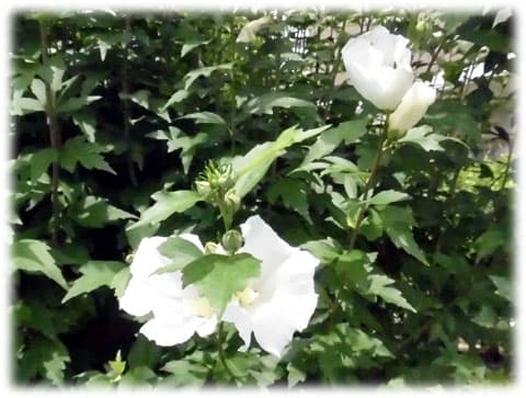 夏から秋に咲く花 秋の季語とされ多くの歌人が詩の題材に使った 今回は純白の シロバナムクゲ 木槿 日々是好日 とっつあんの雑記帳