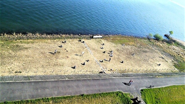 今年度はじめて、ハマヒルガオ保存園の整備が開始です。 - びわ湖・勝手気ままな日々！