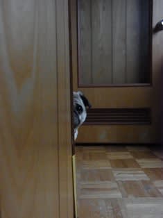親分は見た!②