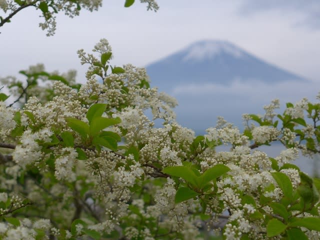 サワフタギ